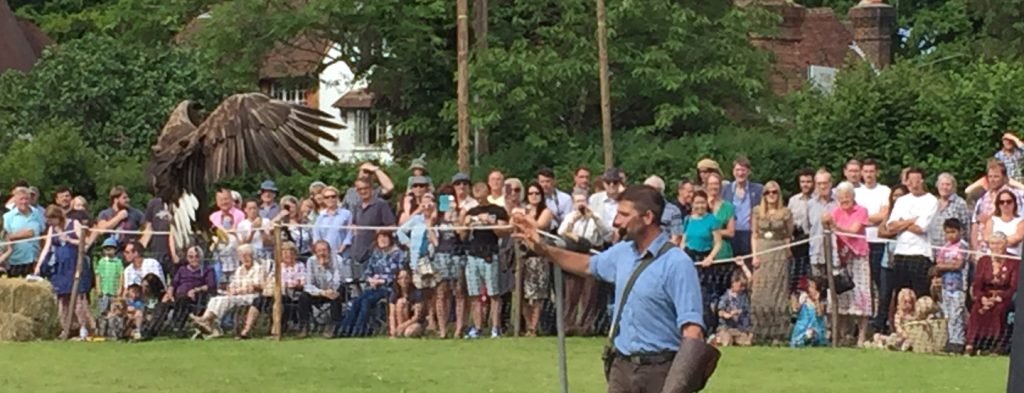 Eagle approaching handler in 2024