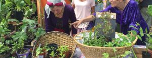 Greenery fills the photos with plants the plant stall