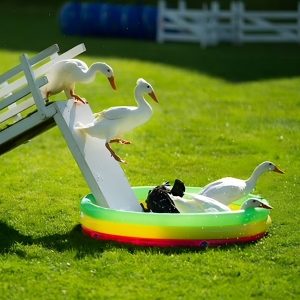 ducks slide into the pool