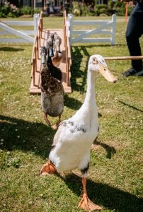 Duck leading the way as they are herded by the dogs