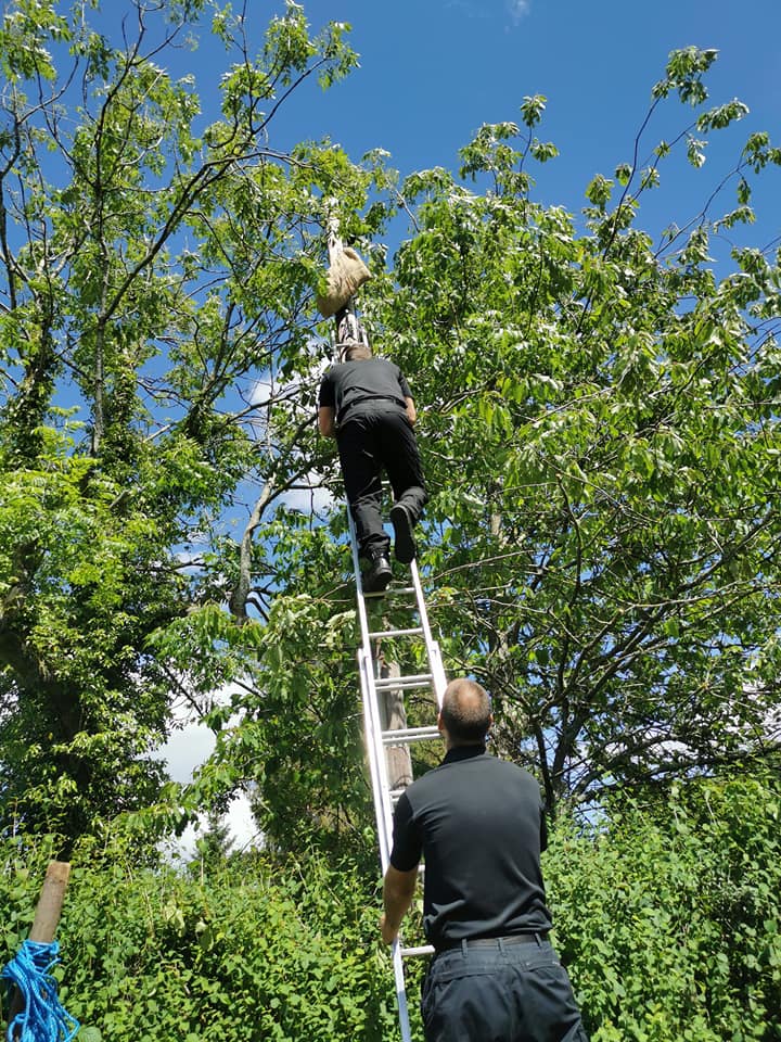 Fireman climbing ladder to retrieve the sheaf that landed ina tree 2023
