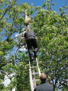 fireman on a ladder going up to collect a sack stuck in the tree