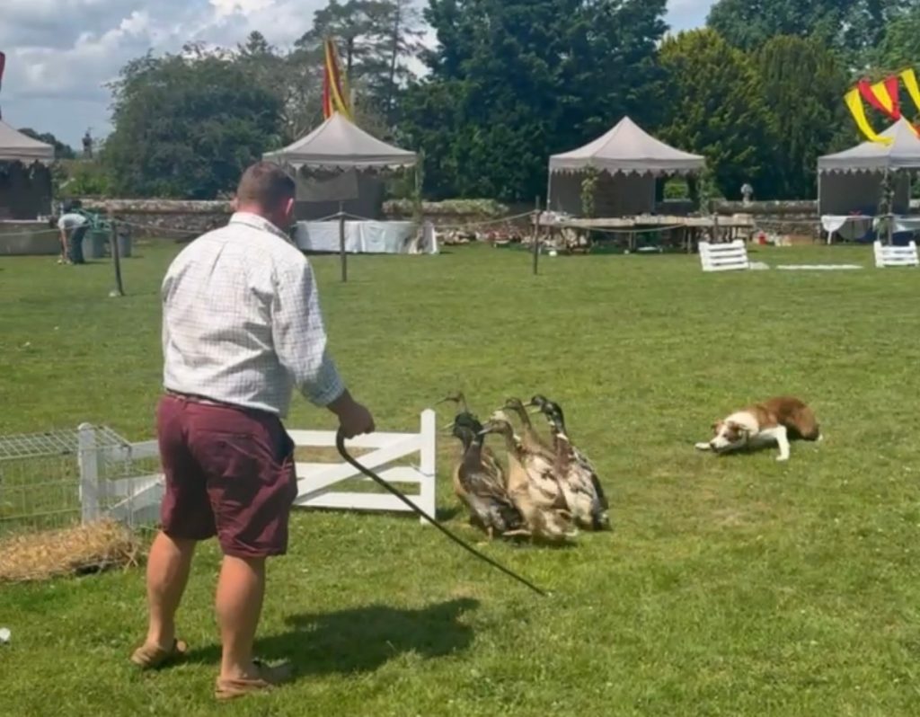 Abinger field in the background before the fair opened with duckherd, dog and sucks